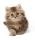 Кошки